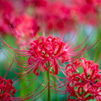 野に咲く赤い彼岸花の群生 秋の季節 曼珠沙華の写真