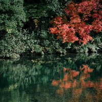 川端の紅葉が水面に映り込む秋の風景の写真