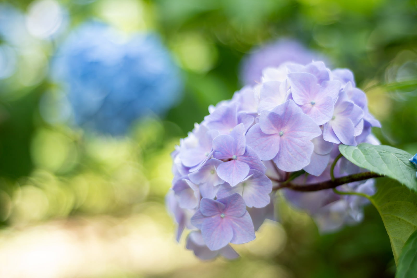 木漏れ日の中で咲く薄紫色の紫陽花の花房