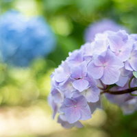 木漏れ日に包まれる紫陽花（アジサイ公園）の写真