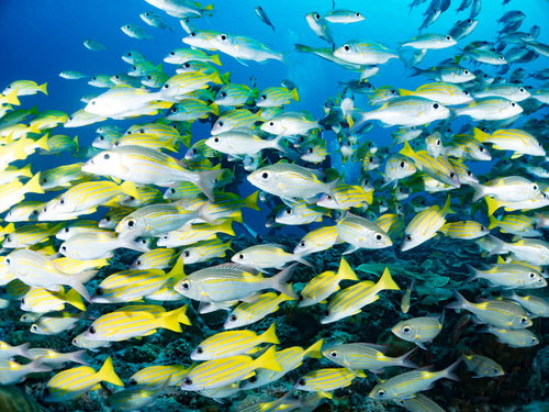 海中で群れをなすノコギリダイとヨスジヘダイ