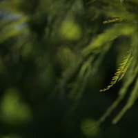 木漏れ日に照らされる松葉と枝葉の陰影の写真