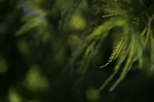 木漏れ日に照らされる松葉と枝葉の陰影