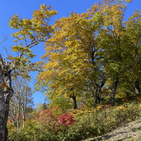 西吾妻山デコ平の黄葉と秋の山岳風景 日本百名山の登山風景の写真