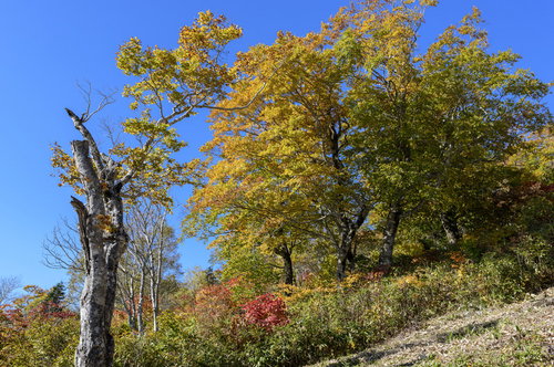 西吾妻山デコ平の黄葉と秋の山岳風景 日本百名山の登山風景