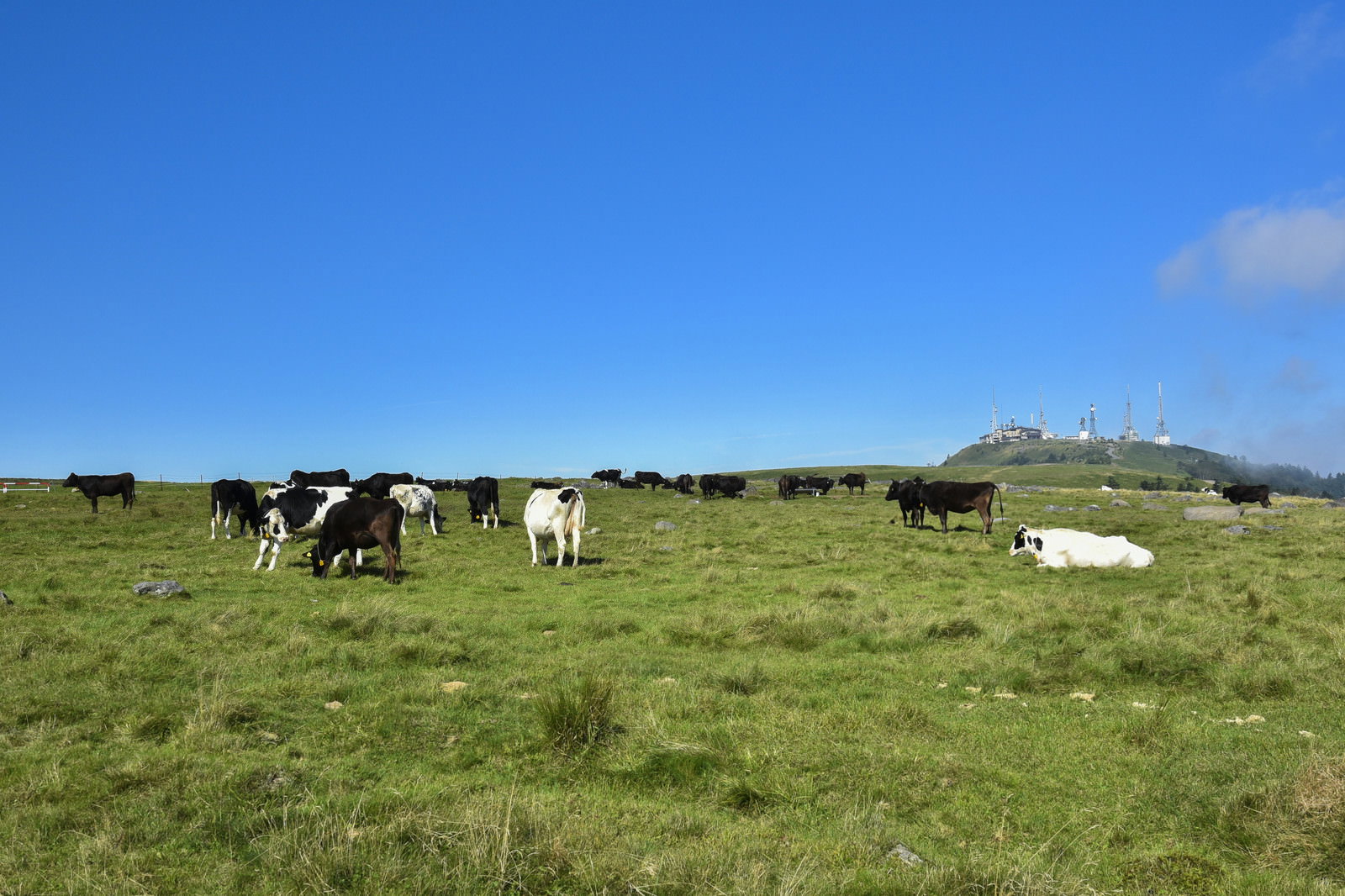 美ヶ原高原の青空と緑の草原で放牧されている牛たちと遠くに見える白いホテル