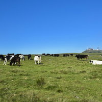美ヶ原高原に放牧された牛の群れと高原風景のホテルの写真