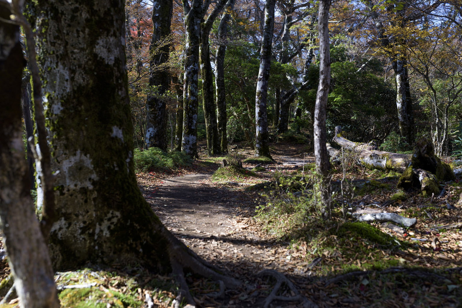 ブナの木々が立ち並ぶ静かな登山道、苔と落ち葉に覆われた森の小径