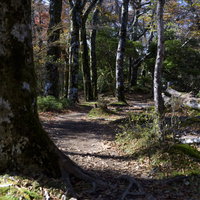 天城山の日本百名山登山道、ブナが林立する穏やかな山道の写真