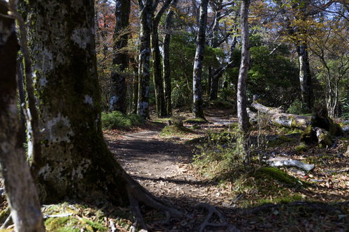 天城山の日本百名山登山道、ブナが林立する穏やかな山道