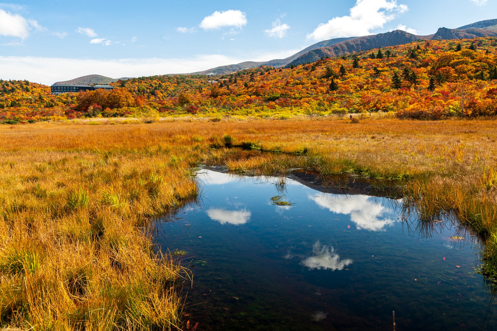 イワカガミ湿原の池に映る青空と雲、周囲に広がる芝紅葉の風景