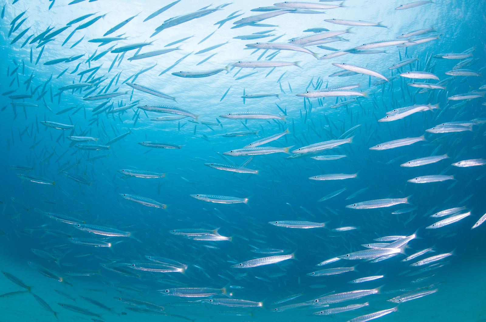 沖縄の海中で群れをなして泳ぐ銀色のバラクーダの群れ