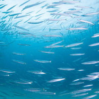 沖縄の海中で群れをなすバラクーダ・オニカマスの魚群の写真