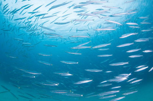 沖縄の海中で群れをなすバラクーダ・オニカマスの魚群