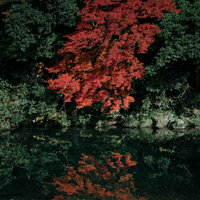 水鏡に映る川端の紅葉と周囲の木々の写真