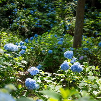 アジサイ公園の森で群生する紫陽花に射す木漏れ日の写真