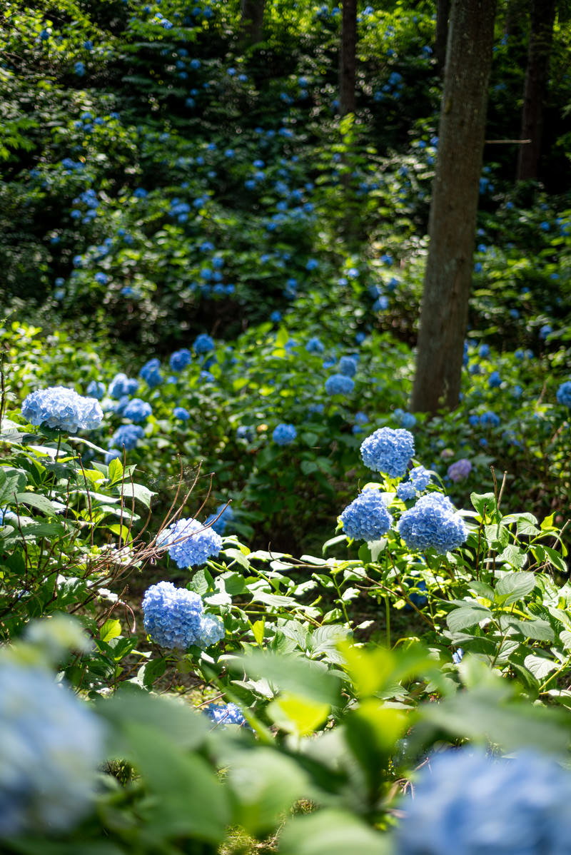 森の中で青い紫陽花が群生し、木漏れ日が美しく差し込んでいる様子