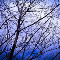 不気味な空に向かって伸びる木々のシルエットの写真