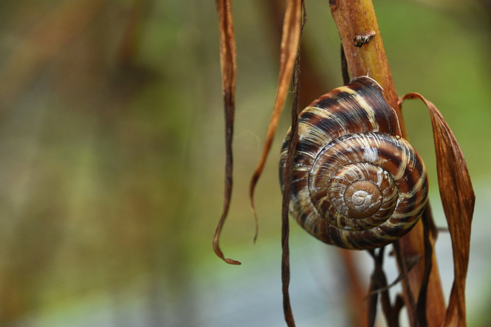 A snail with a brown spiral shell clinging to the surface of a thin withered branch