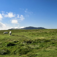 日本百名山の美ヶ原に放牧された白い馬と高原の草原風景の写真