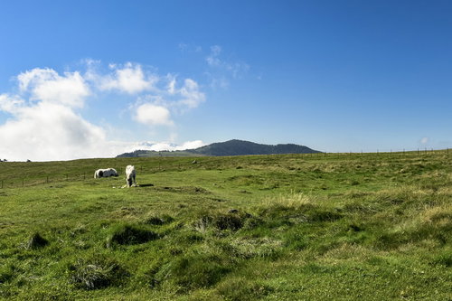 日本百名山の美ヶ原に放牧された白い馬と高原の草原風景
