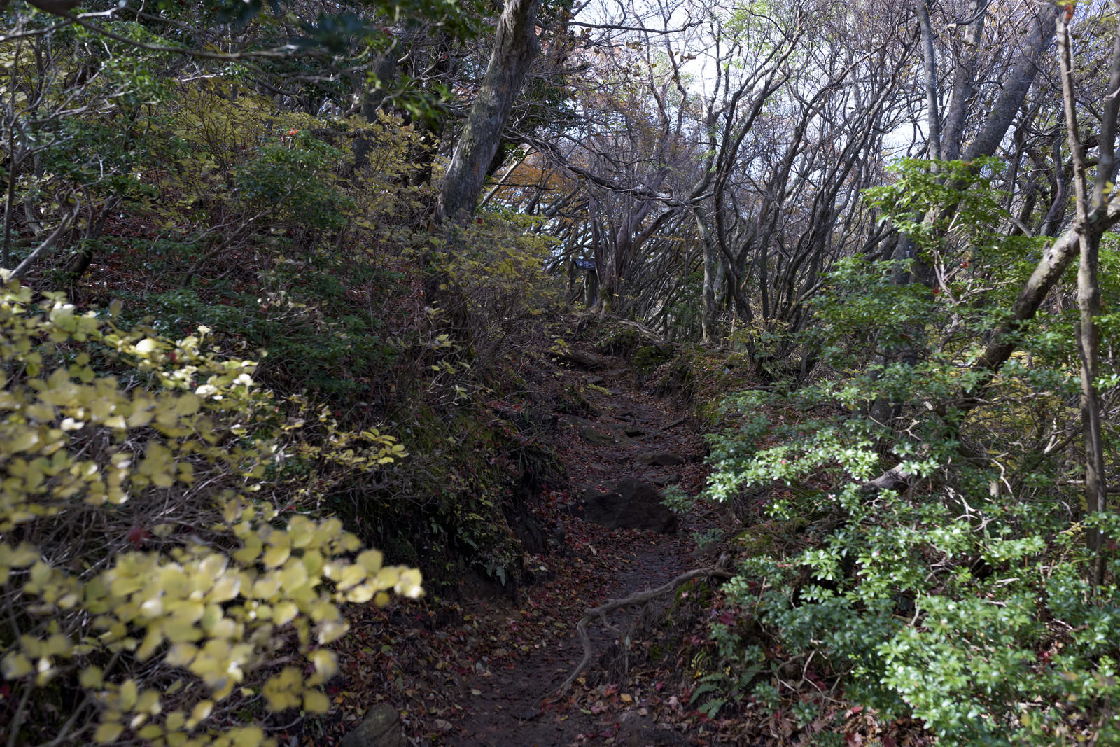 緑豊かな低木に囲まれた天城山の細い登山道が森の奥へ続く様子