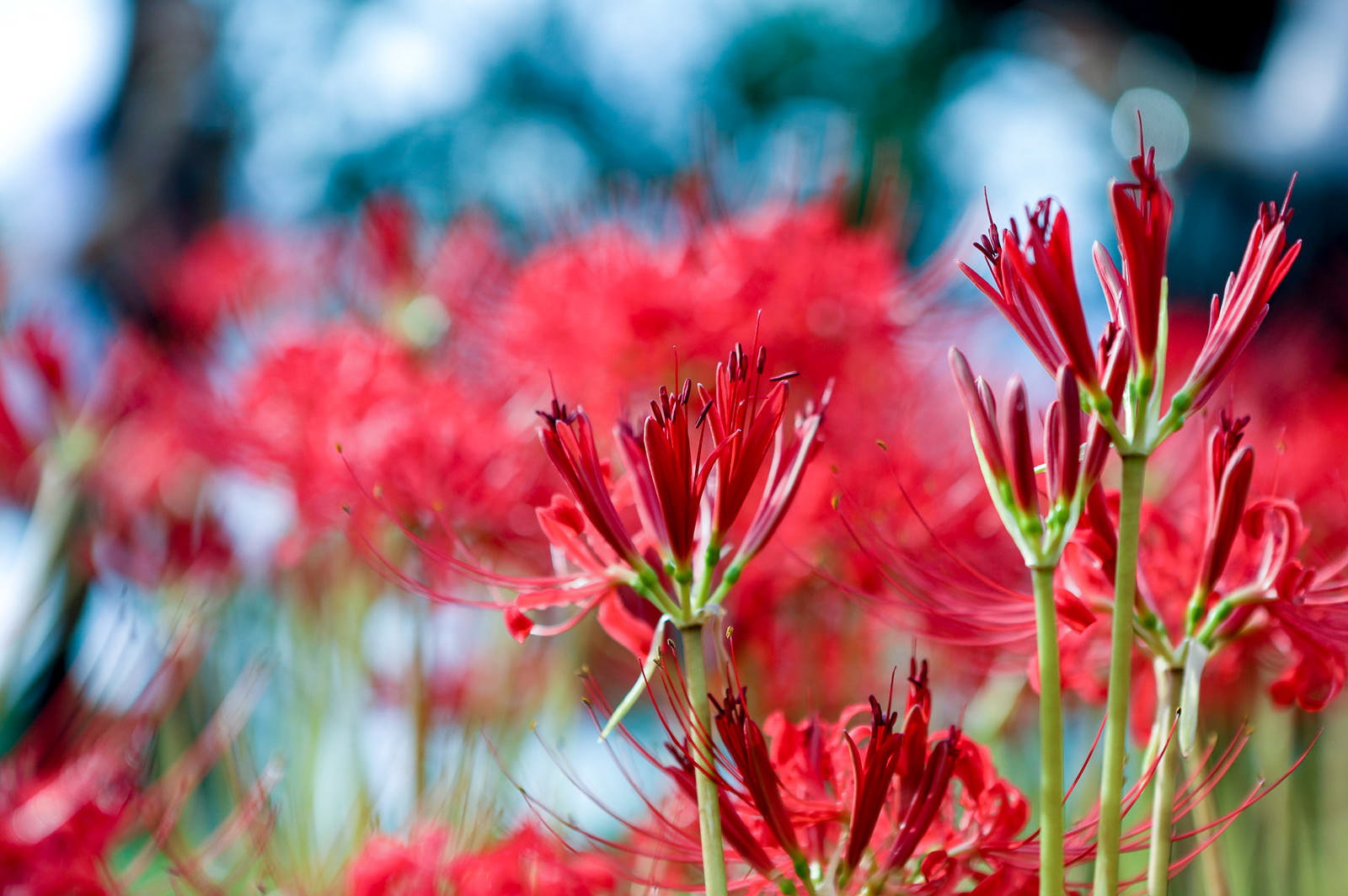 赤い細い花びらが束になった開花前のヒガンバナの蕾