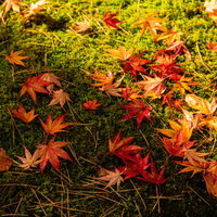 苔の上に散らばるもみじと落ち葉の秋の情景の写真