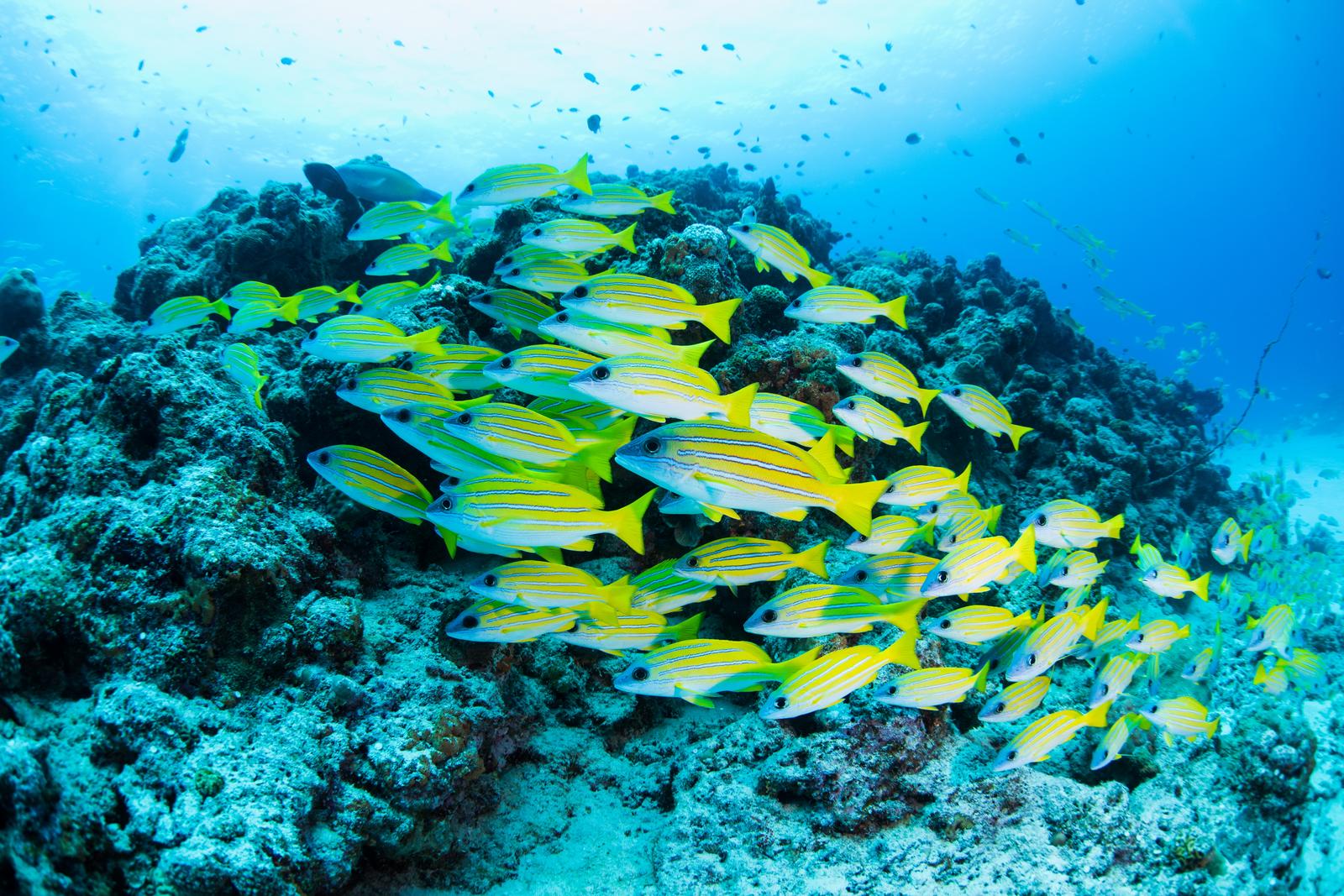 サンゴ礁の周りで群れをなす黄色いヨスジフエダイと青い海の中の魚群