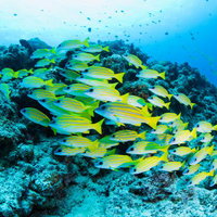 サンゴ礁に集う黄色いヨスジフエダイの魚群の写真