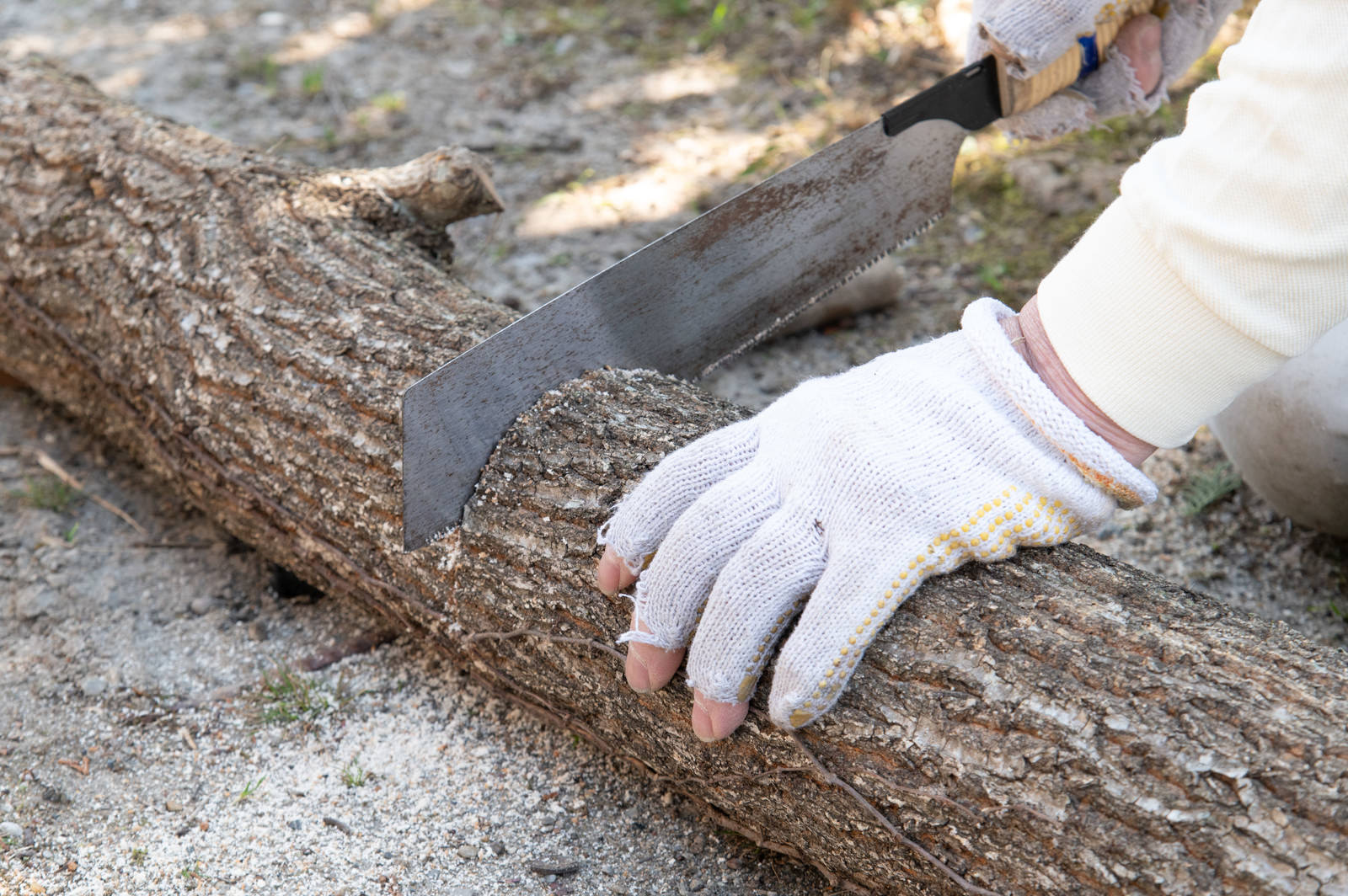 A hand wearing white gloves cutting a shiitake mushroom log with a saw
