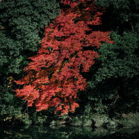 川端で鮮やかに紅葉したもみじと緑の木々が織りなす秋の風景の写真