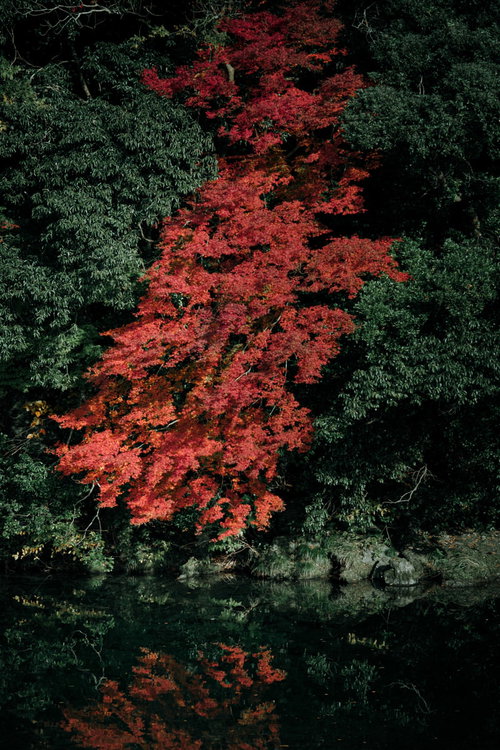 川端で鮮やかに紅葉したもみじと緑の木々が織りなす秋の風景