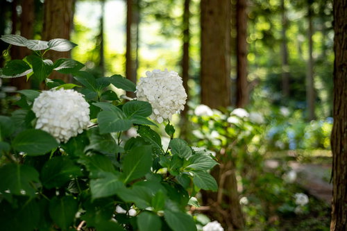 白い紫陽花が咲く梅雨時期の花園 初夏の季節