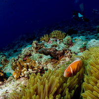 海底に広がるテーブルサンゴの写真