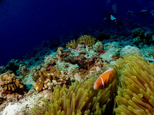 海底に広がるテーブルサンゴ