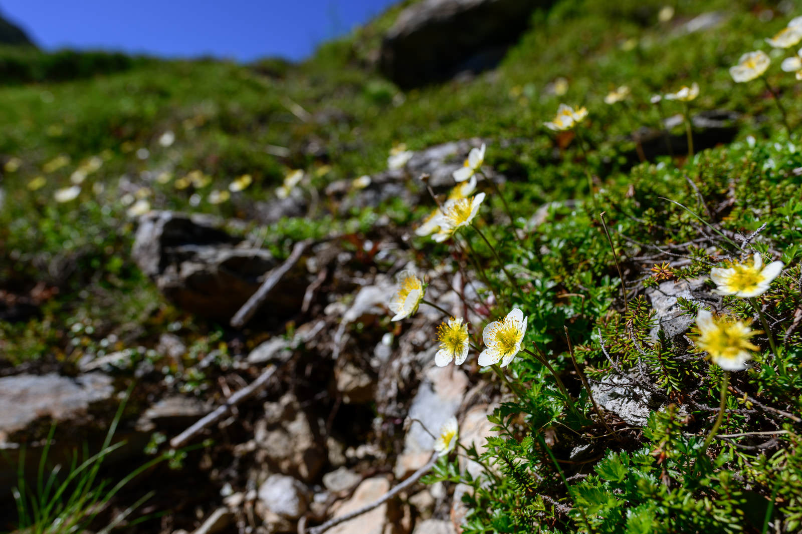岩場の苔の上に群生する白いチングルマの花が空に向かって咲いている
