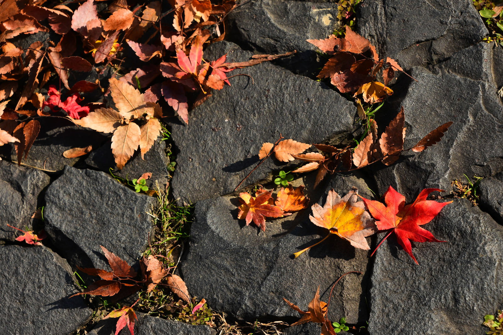 石畳の上に散らばる赤やオレンジ色に紅葉した落ち葉