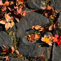 石畳に落ちる枯葉と紅葉、秋の自然な風情を表現した落ち葉の風景の写真