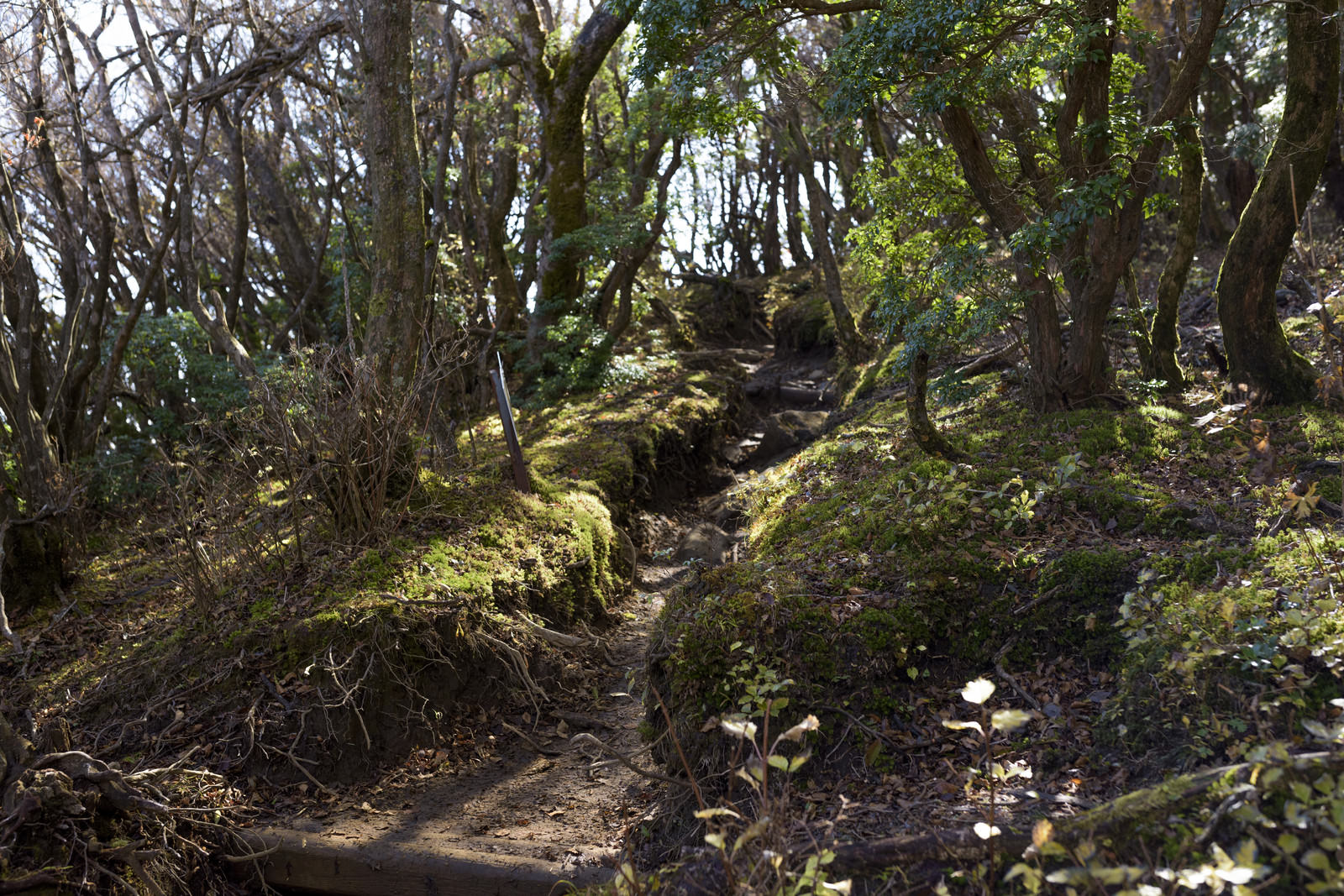 苔むした岩と倒木が点在する天城山の森の登山道に木漏れ日が差し込む様子