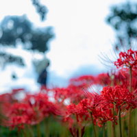 秋の田園に連なる彼岸花（曼珠沙華）の群生風景の写真