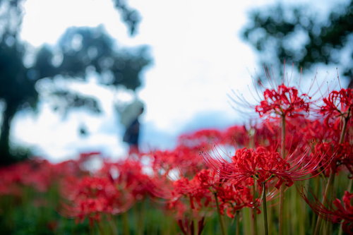 秋の田園に連なる彼岸花（曼珠沙華）の群生風景