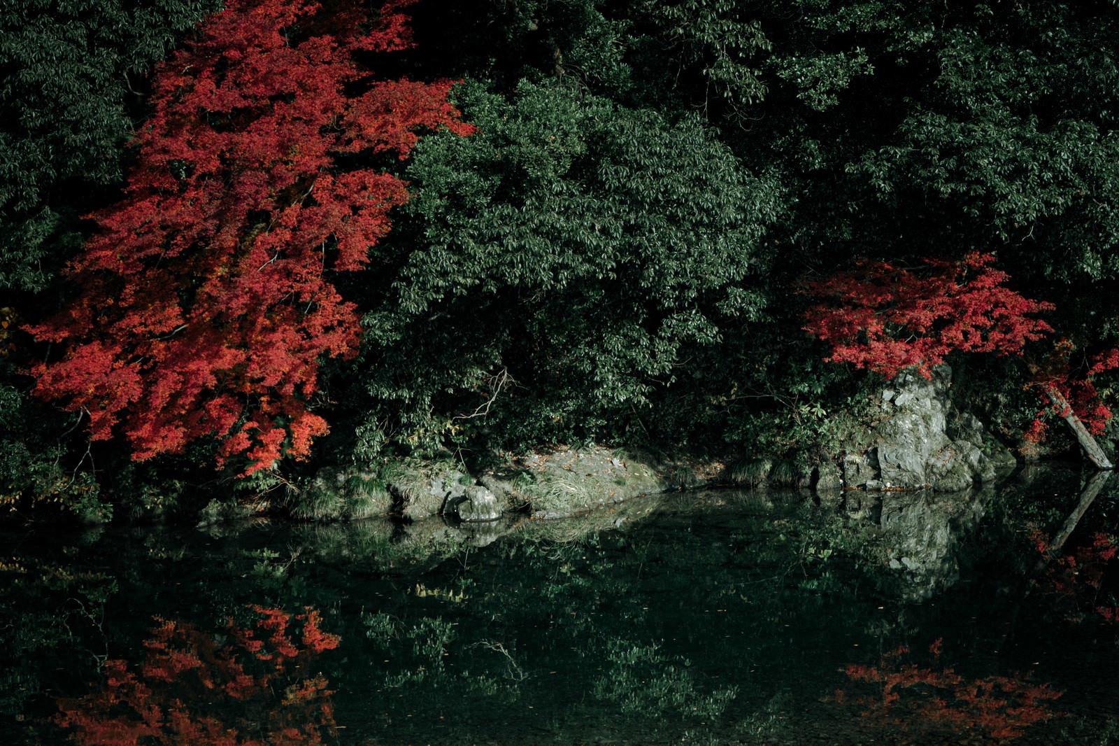 湖面に赤く紅葉したもみじが反射して映る秋の自然風景