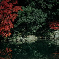 湖面に映る紅葉したもみじと緑の木々の写真