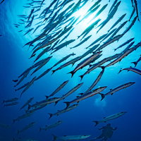 バラクーダの群れに遭遇するダイバーの海中風景の写真