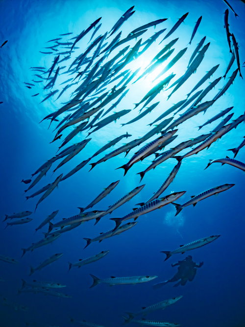 バラクーダの群れに遭遇するダイバーの海中風景