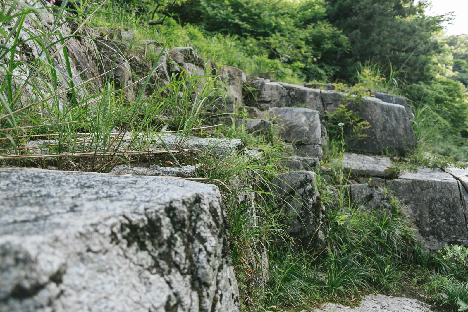 Moss-covered large rocks and verdant vegetation at Okutsu Gorge