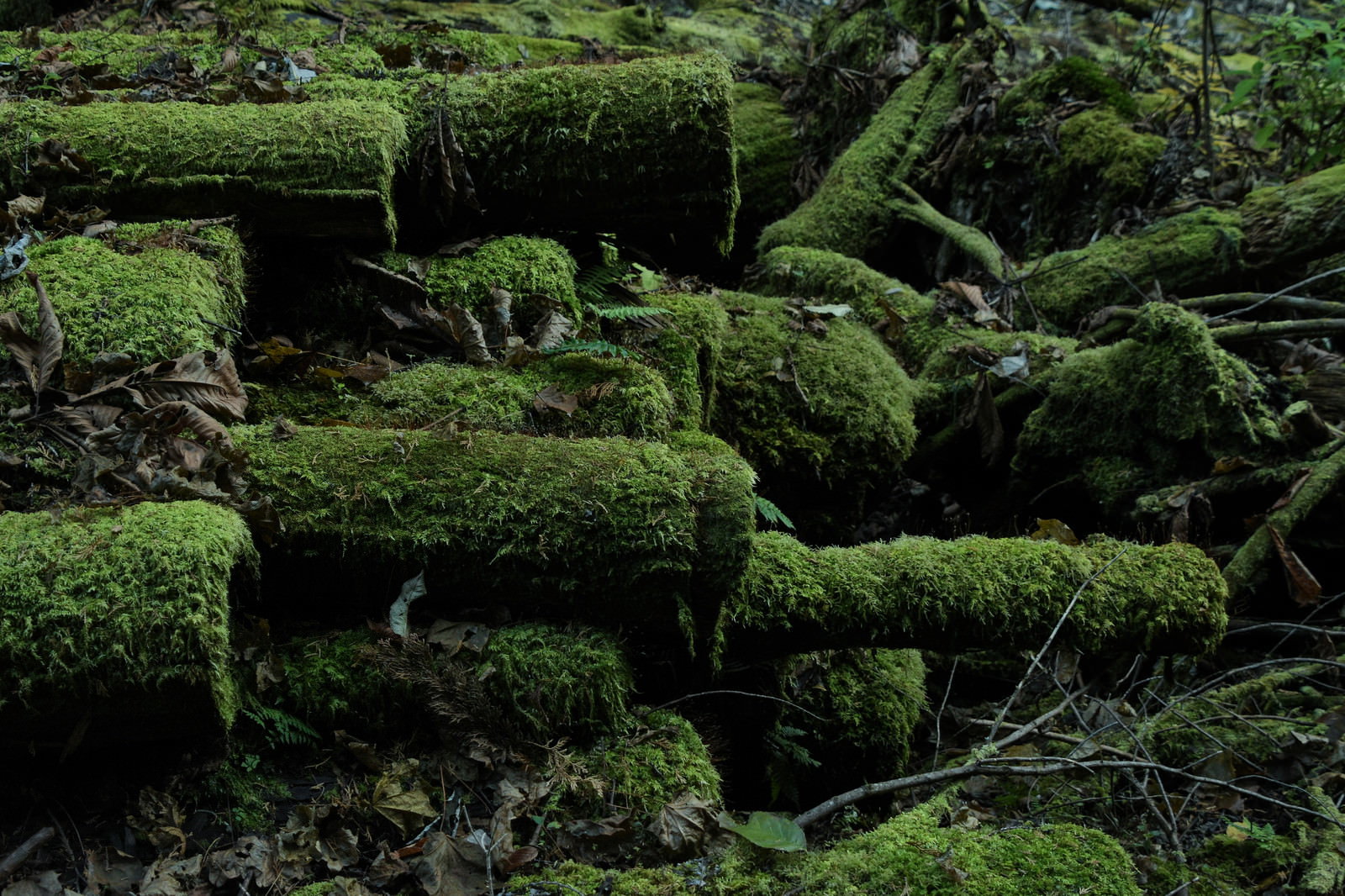緑の苔に覆われた木材が積み重なっている自然の風景