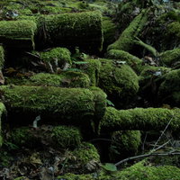 積み上げられた苔生す倒木の自然風景の写真