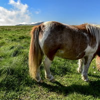 美ヶ原の景色と放牧されているポニーの写真